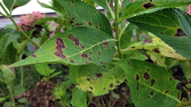 anthracnose on hydrangea leaves