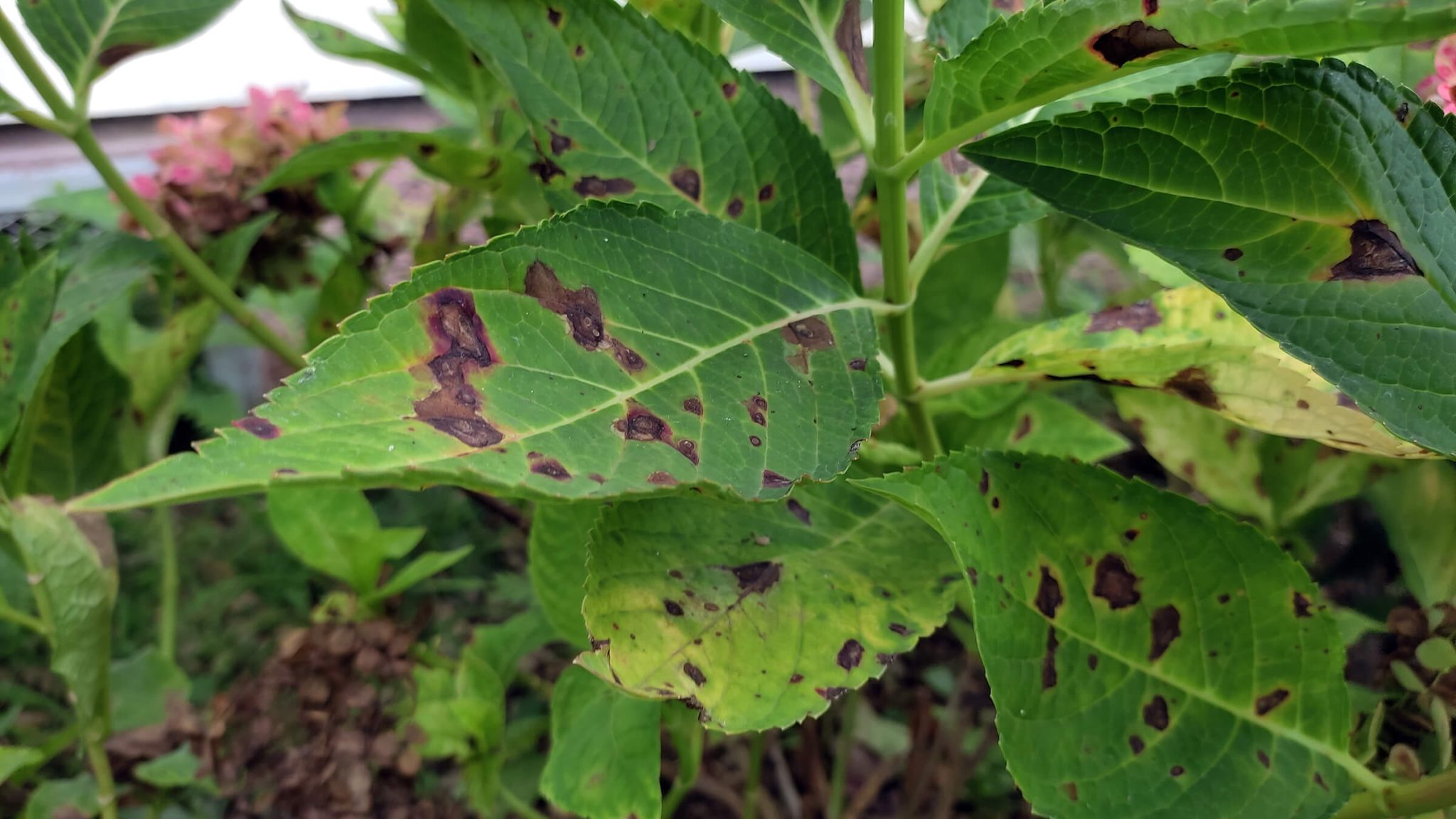 anthracnose on hydrangea leaves