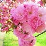Kwanzan cherry blossom