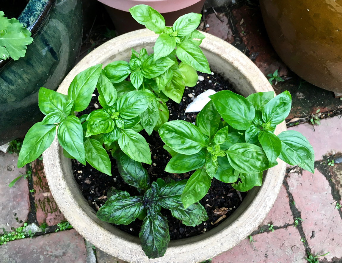 basil in container